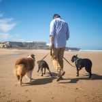 Reguli UE pentru călătoriile cu animale