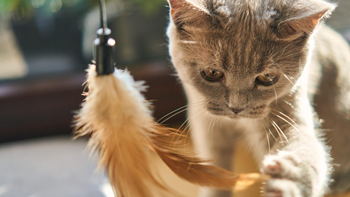 Ce înseamnă expresia „a trage mâța de coadă”