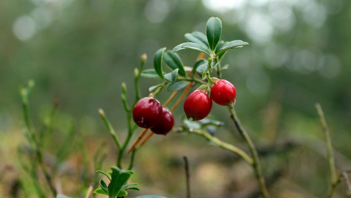 Ce proprietăți medicinale are ceaiul de afin roșu