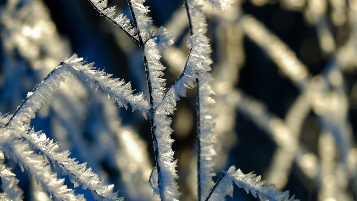Cum se face protejarea culturilor de îngheț